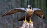 Sapsan bird (fotografie): rychlé lov letu a virtuoso